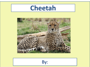 Cheetah Facts Description Habitat Life Cycle More Cheetah Facts Description Habitat Life Cycle More