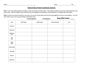 Build-A-Bug Protein Synthesis Worksheet