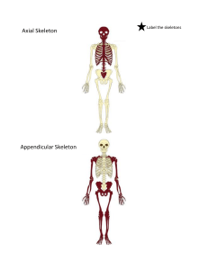 Label the skeletons