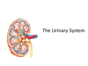 LECTURE 11 Urinary systeem-1