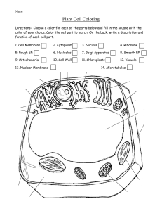 main plant-cell-coloring-worksheet