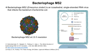 Bacteriophage MS2 ppt