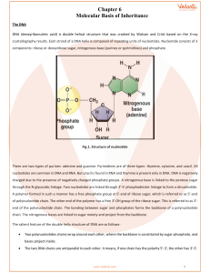 Molecular Basis of Inheritance Class 12 Notes CBSE Biology Chapter 6 [PDF]