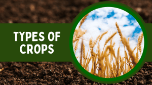 BTLED Lesson 3 -Types of Crops 