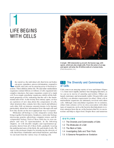 Molecular Cell Biology-W. H. Freeman (2008)