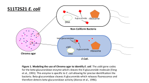 S11T2S21.E.coli.ResearchModel