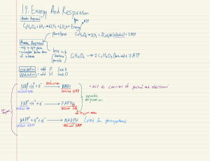 13.Energy And Respiration 