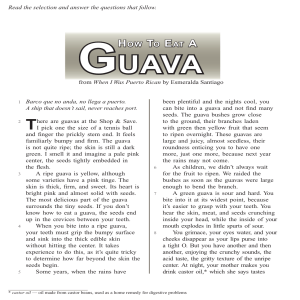 how to eat a guava descriptive essay