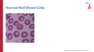 Red Blood Cell Morphology 13