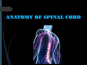 2-Anatomy of the Spinal Cord [Autosaved]