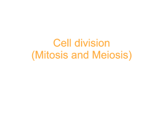 cell division overall
