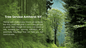 Tree Service Amherst NY  WNY Tree Specialists