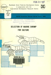 Selection of marine shrimp for culture