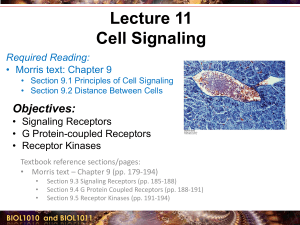 Biology Lecture 11 Cell signalling 