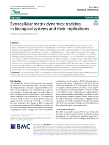 Extracellular matrix dynamics
