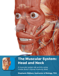 lab manual muscular head and neck atlas 2-7-18