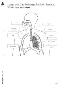 Lungs and Gas Exchange Activity - Answers
