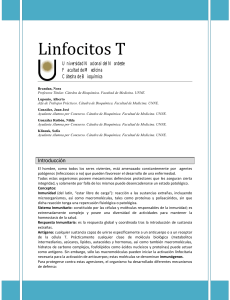 linfocitos T