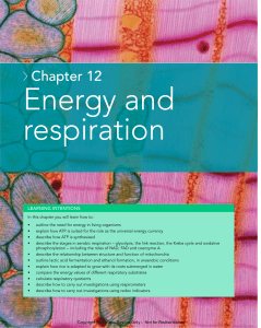 12 - Energy & Respiration
