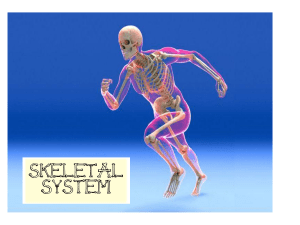 Skeletal System (1)