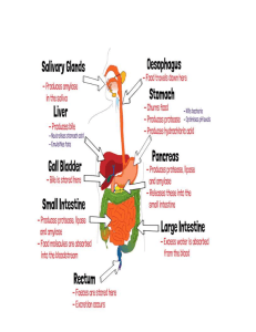 Digestive system