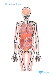 AU-T2-S-063-Skeleton-And-Organs-Cut-And-Stick-Activity