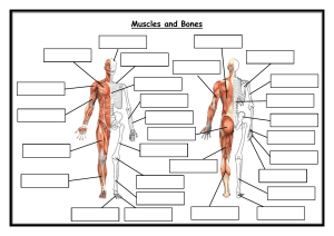 Muscles-and-Bones-Label-Blank
