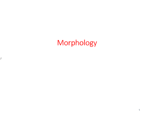 Morphology 2024 Part 1 (note)