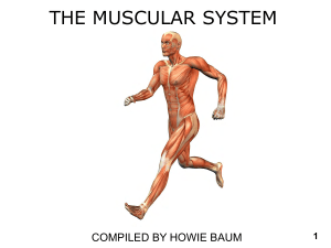 Muscular System s