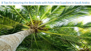 8 Tips for Securing the Best Deals with Palm Tree Suppliers in Saudi Arabia