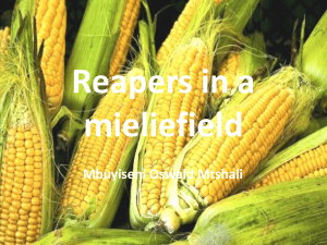 Reapers-in-a-mieliefield