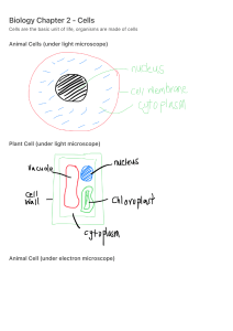Biology Chapter 2 - Cells