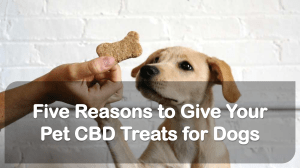 Five Reasons to Give Your Pet CBD Treats for Dogs