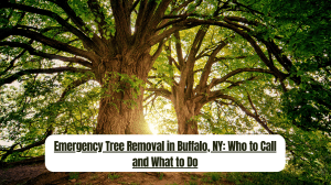 Emergency Tree Removal in Buffalo, NY Who to Call and What to Do