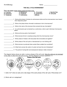 WORKSHEET Cell Cycle Review