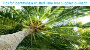 Tips for Identifying a Trusted Palm Tree Supplier in Riyadh