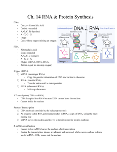 Biology RNA Protein Synthesis - Google Docs