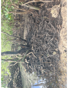Xylocarpus granatum plank root system