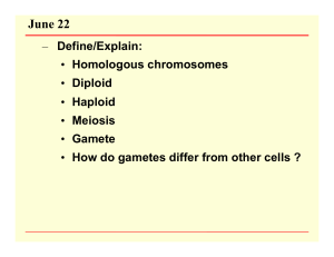 A Mitosis Meiosis Review