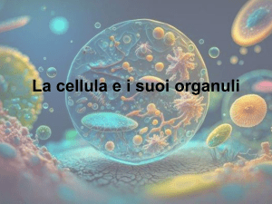 CELLULA 1 organuli RS - ripasso