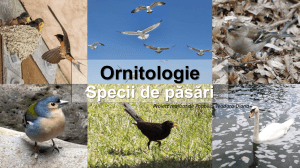 Ornitologie - Popovici Teodora
