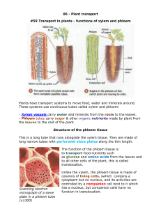 06 Plant transport Biology Notes IGCSE 2014