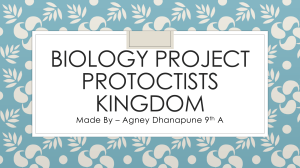 BIOLOGY PROJECT PROTOCTISTS KINGDOM made by agney