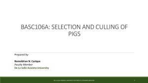 BASC106B-Selection and Culling of Pigs (1)