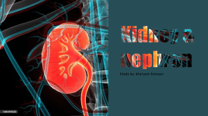 kidney and nephron