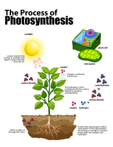 Photosynthesis & Plant Cell Structure