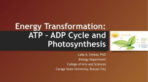 ADP-ATP Cycle