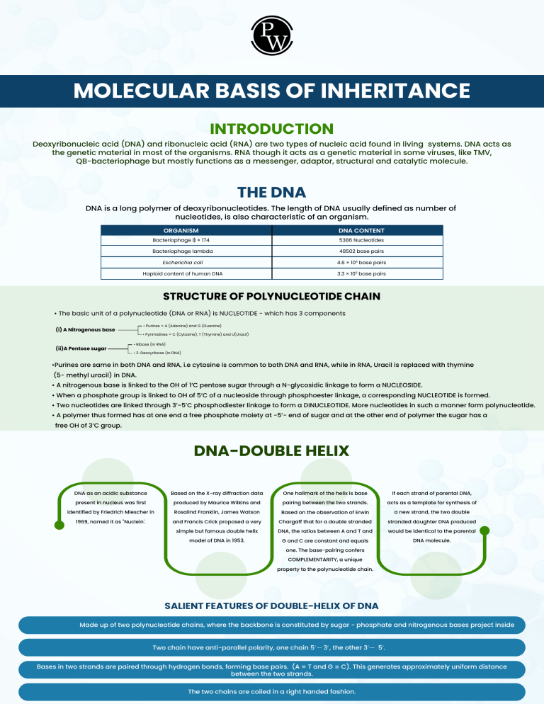 Molecular Basis of Inheritance: DNA & RNA Structure