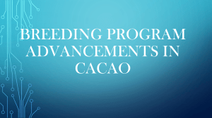 Breeding program Advancements in cacao