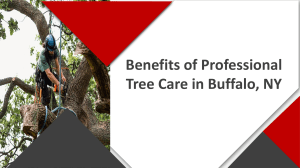 Benefits of Professional Tree Care in Buffalo, NY